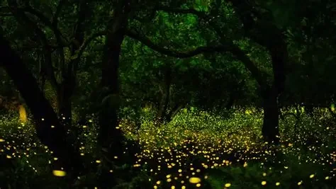 Bosque de Luciernagas y Valquirico
